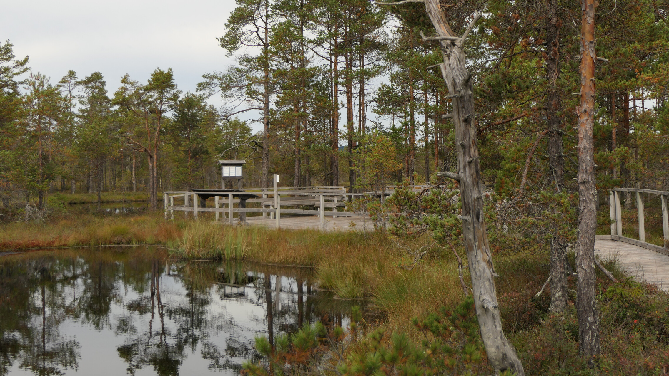 Knuthöjdsmossen