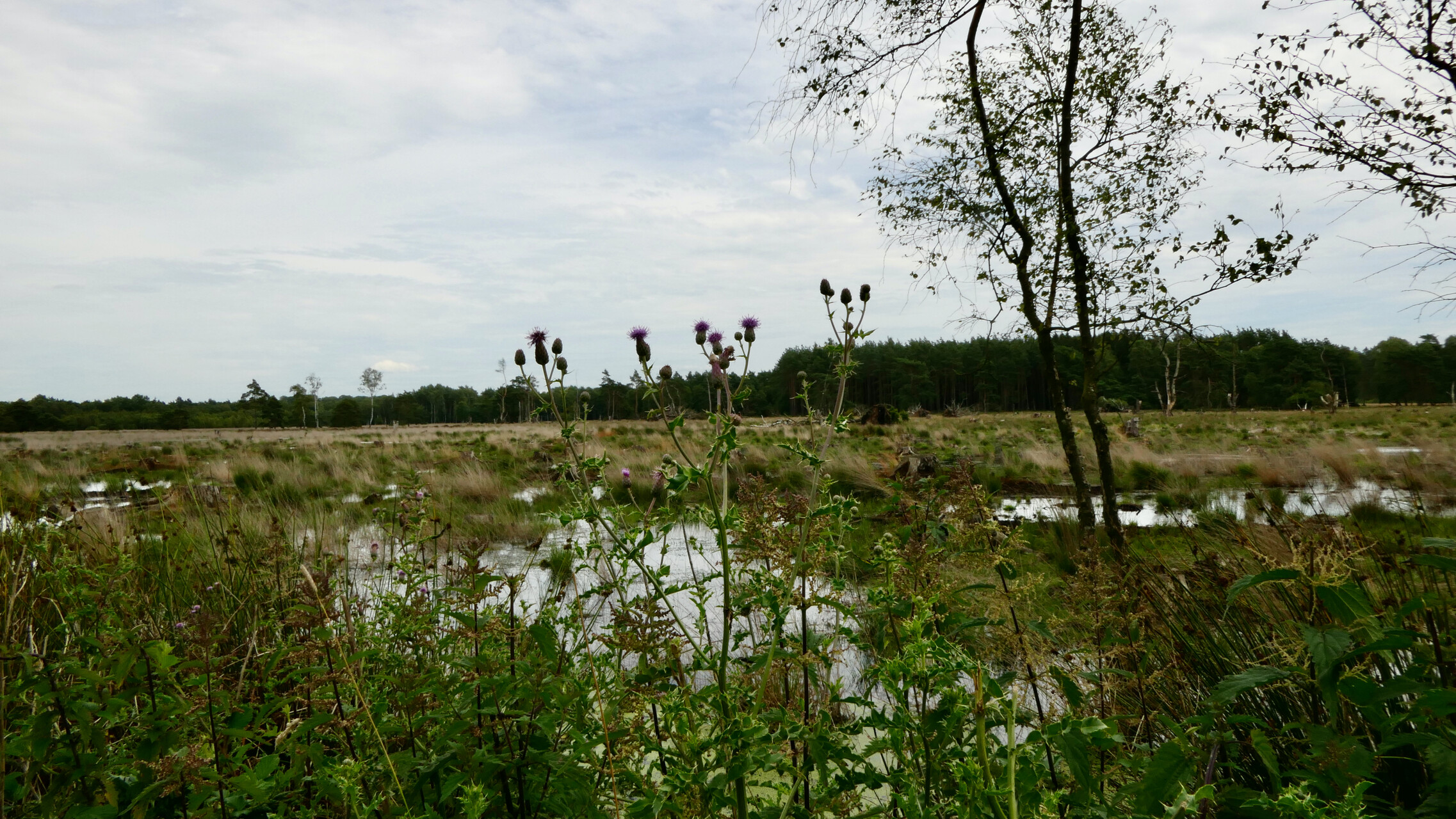 Lüneburger Heide