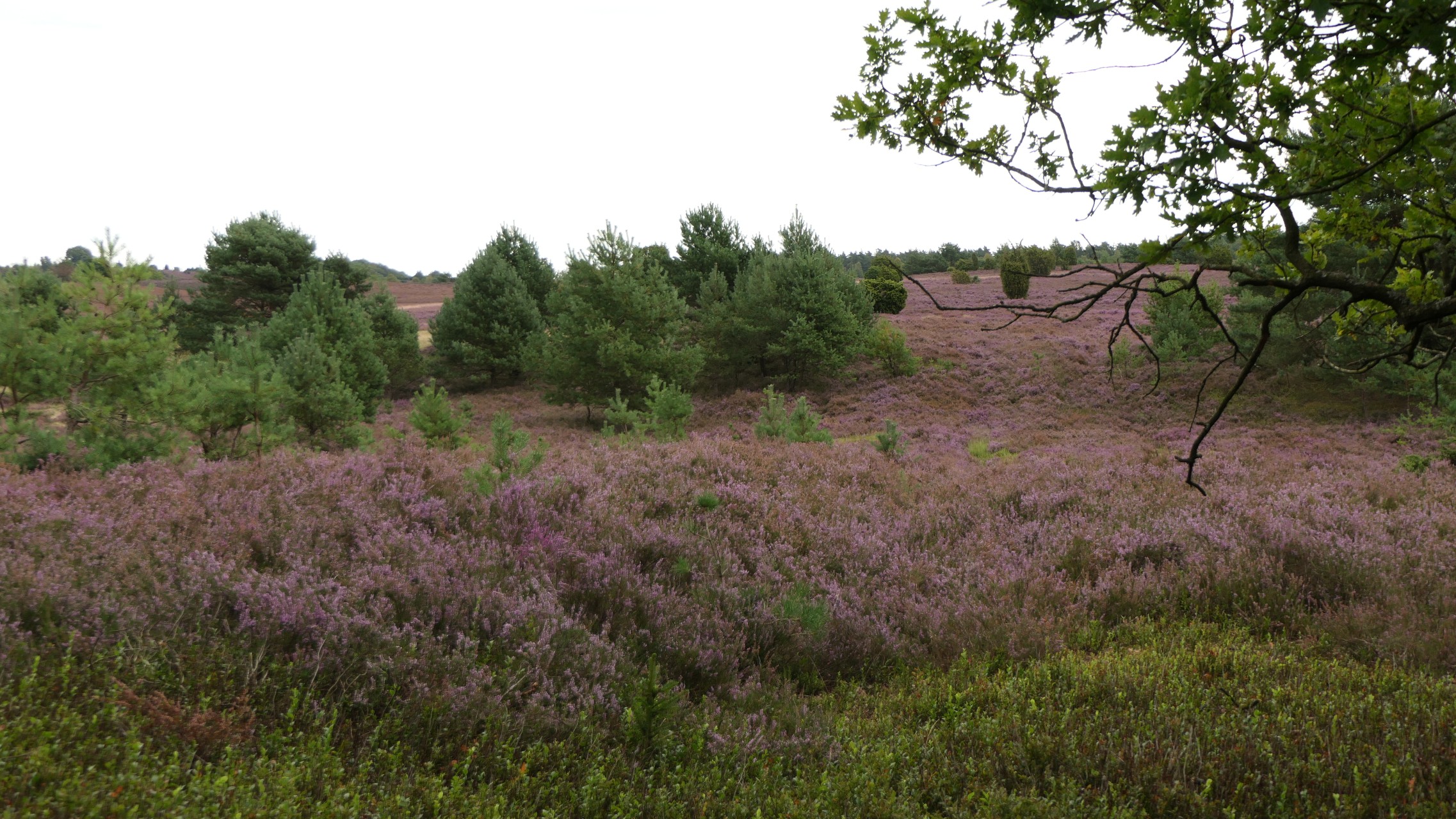 Lüneburger Heide
