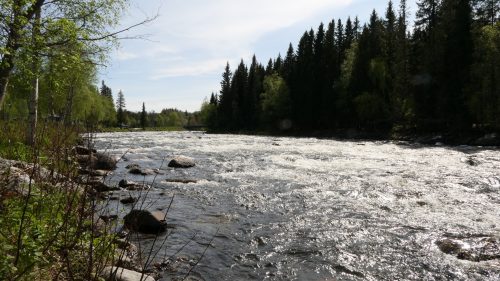 Camp Dammån