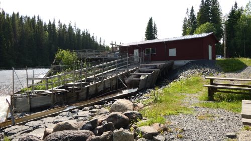 Fisktrappa