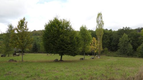 Keltischer Baumkreis