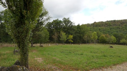 Keltischer Baumkreis