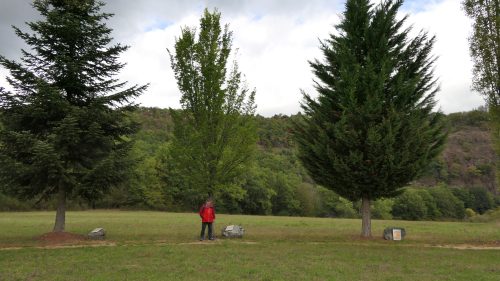 Keltischer Baumkreis