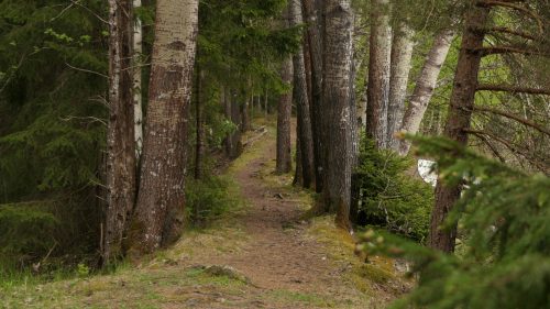 Lyngemadssjön Runt