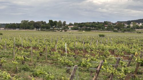 Meursault