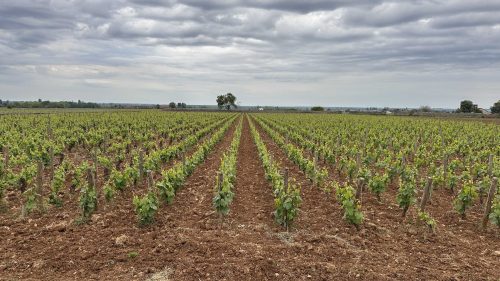 Meursault