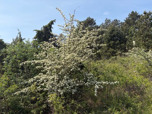 Streifzug durch die Weinberge
