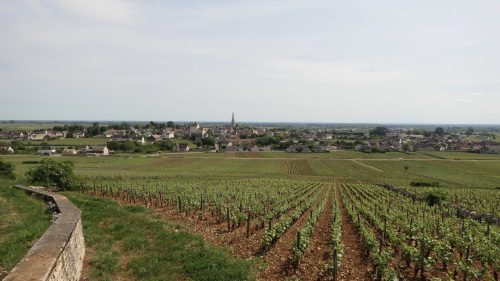 Streifzug durch die Weinberge