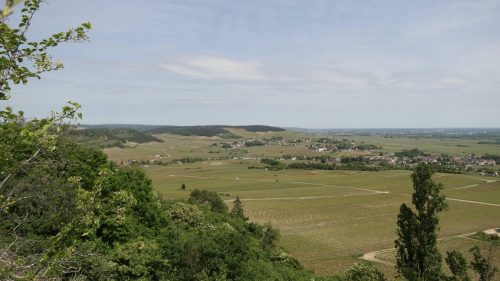 Streifzug durch die Weinberge