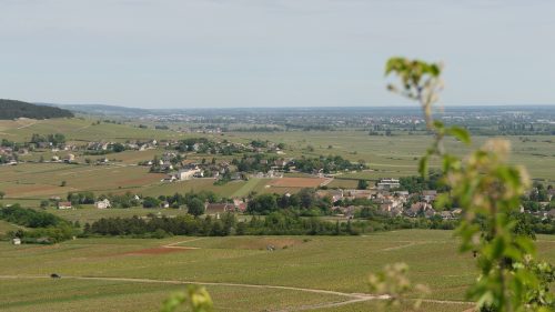 Streifzug durch die Weinberge