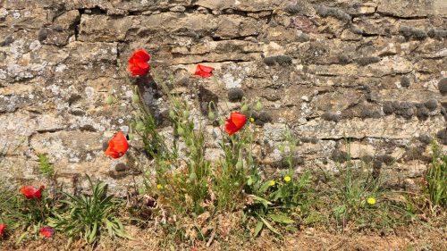 Streifzug durch die Weinberge