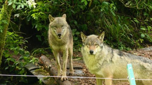 Alternativer Wolf- und Bärenpark