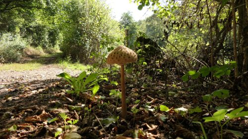 Traumschleife Mittelalterpfad