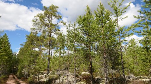 Venjanssjön
